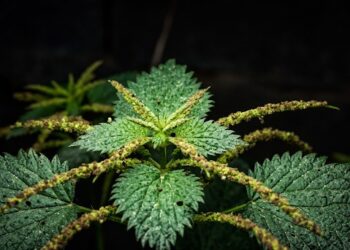 Close-up of Serrated Green Plant Foliage