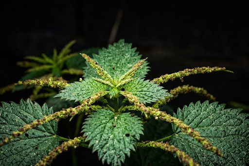 Close-up of Serrated Green Plant Foliage