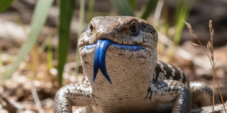 blue tongue skink