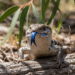 blue tongue skink