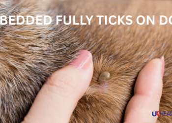 embedded fully ticks on dogs