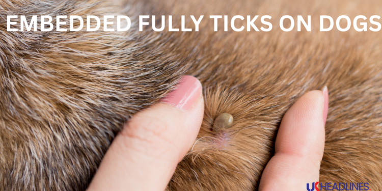 embedded fully ticks on dogs
