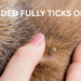 embedded fully ticks on dogs