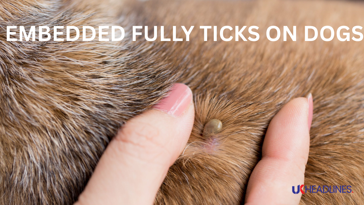 embedded fully ticks on dogs