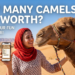 how many camels am i worth