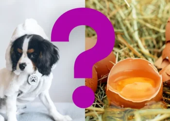 Can Dogs Eat Egg Shells