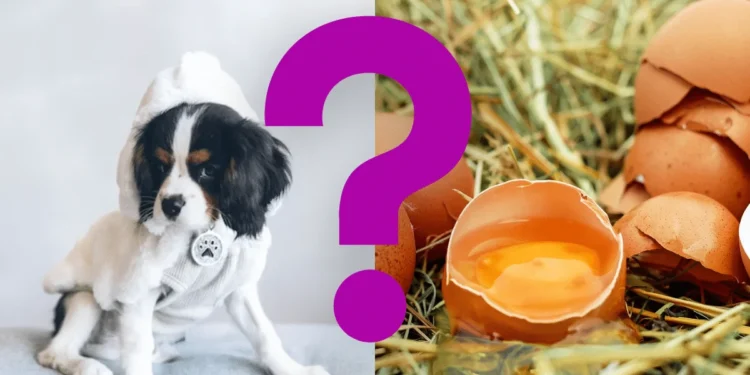 Can Dogs Eat Egg Shells