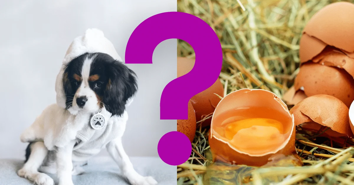 Can Dogs Eat Egg Shells