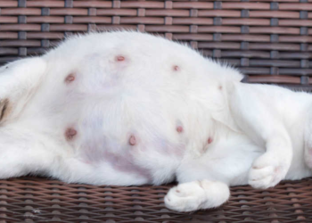 how long are cats pregnant