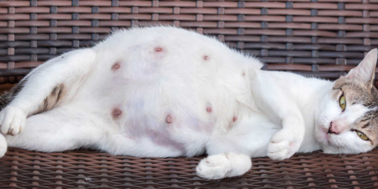 how long are cats pregnant