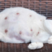 how long are cats pregnant