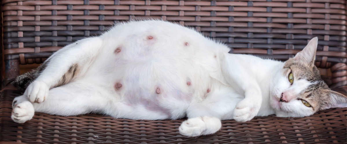 how long are cats pregnant