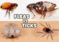 What Kills Ticks on Dogs Instantly