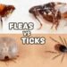 What Kills Ticks on Dogs Instantly