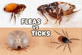 What Kills Ticks on Dogs Instantly