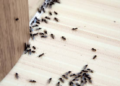Flea Infestations