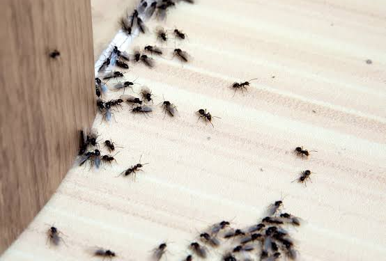 Flea Infestations