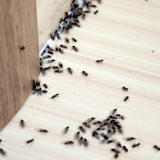 Flea Infestations