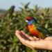 a bird in the hand is worth two in the bush
