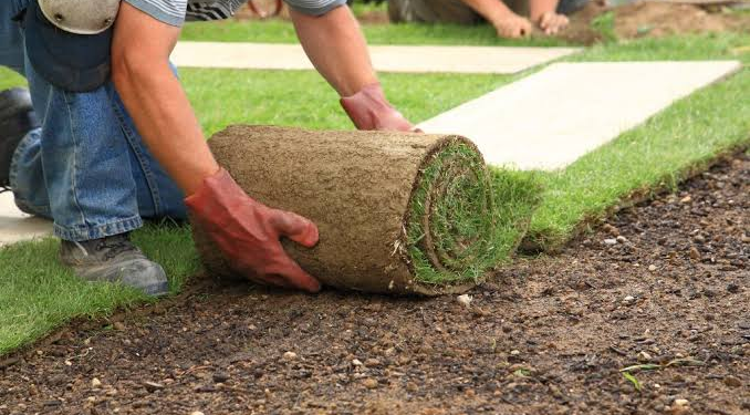 Australian lawns