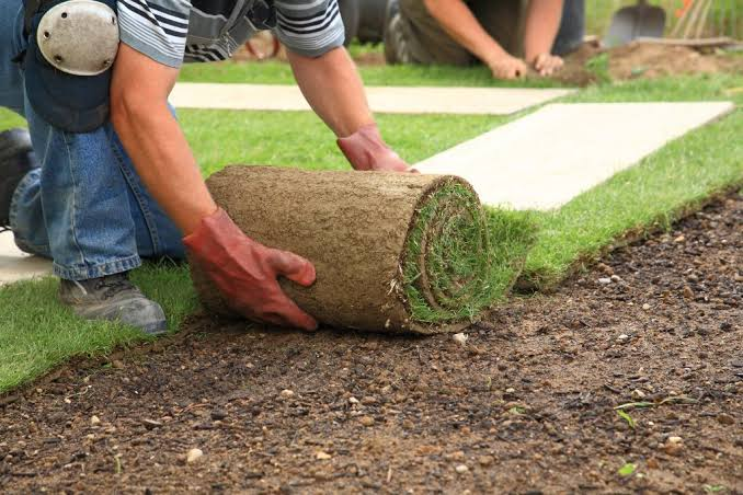 Australian lawns