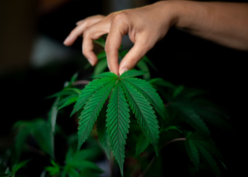 Hemp Farmer