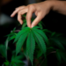 Hemp Farmer