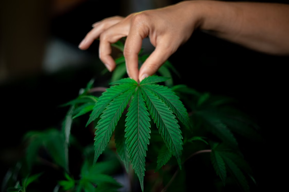 Hemp Farmer
