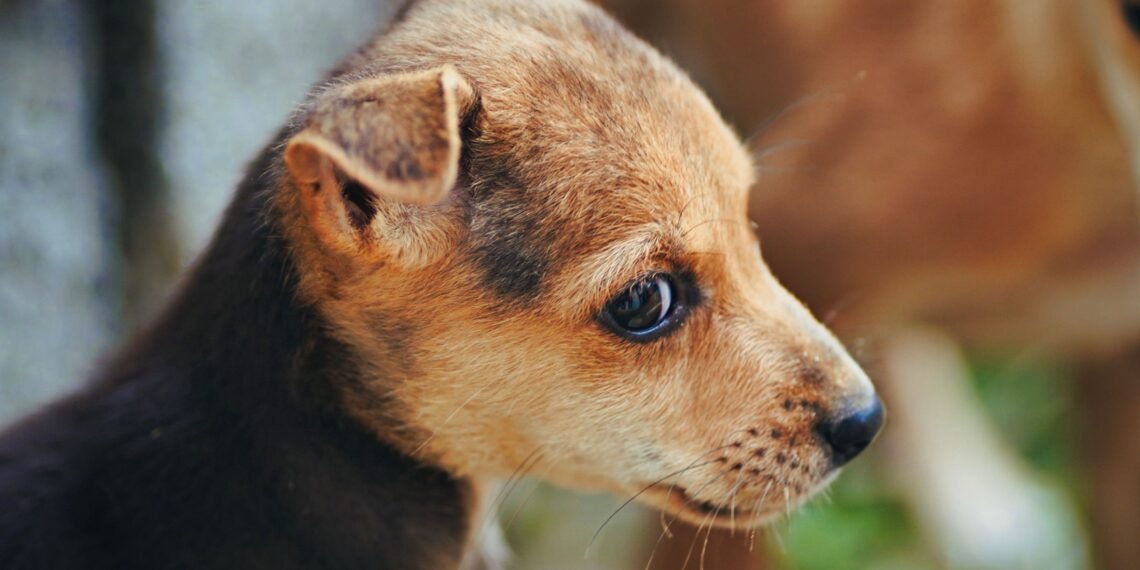 6 Ways Quality Chews Can Support Everyday Canine Wellness