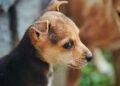 6 Ways Quality Chews Can Support Everyday Canine Wellness
