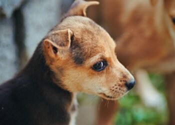 6 Ways Quality Chews Can Support Everyday Canine Wellness